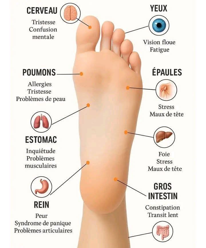ORGANES LIES AUX PIEDS